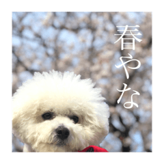 [LINEスタンプ] ポポンぬ（季節物）