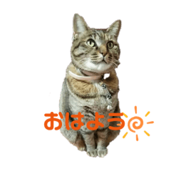 [LINEスタンプ] 私！モモちゃん