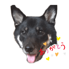 [LINEスタンプ] 柴犬チョコのスタンプ
