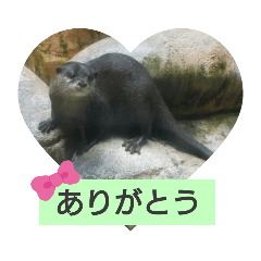 [LINEスタンプ] アニマルピクチャーズ