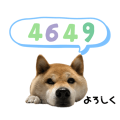 [LINEスタンプ] 柴犬のあんちゃんです