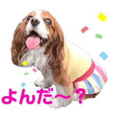[LINEスタンプ] キャバリア（Kate）のスタンプ