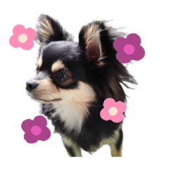 [LINEスタンプ] チワワのソラくんスタンプ