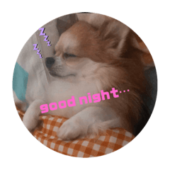 [LINEスタンプ] チワワのるき❤️スタンプ