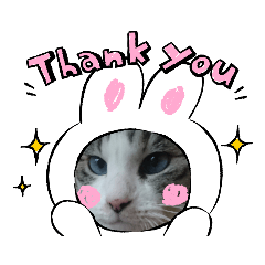[LINEスタンプ] 我が家の犬猫のご尊顔を拝めるスタンプ