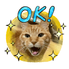 [LINEスタンプ] 茶トラのきーちゃん