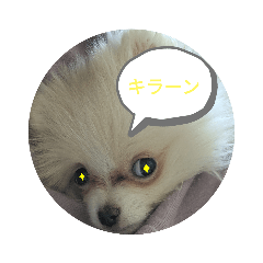 [LINEスタンプ] ポメラニアンのはなちゃんぽめぽめ2