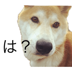 [LINEスタンプ] 我が家のいっぬぬ