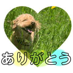 [LINEスタンプ] 寅のスタンプ2