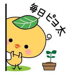 [LINEスタンプ] 毎日つかえるピヨ太のスタンプ