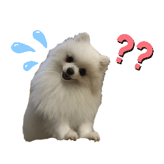[LINEスタンプ] チワワのすふれ