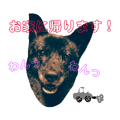 [LINEスタンプ] 甲斐犬サラちゃんの日常②