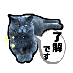 [LINEスタンプ] うちのにゃんこ-ジジ3-