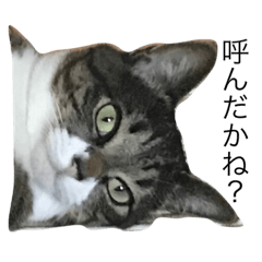 [LINEスタンプ] 癒しの小梅ちゃん