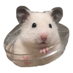 [LINEスタンプ] たなかとご挨拶