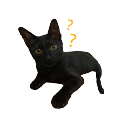 [LINEスタンプ] ボンちゃんは猫ですー