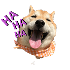 [LINEスタンプ] 柴犬ゼロのスタンプ