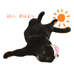 [LINEスタンプ] チョコの助チョコ在モン