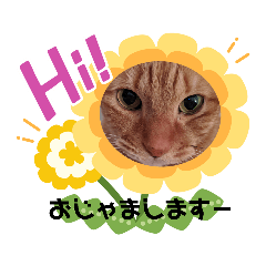 [LINEスタンプ] ふうちゃんの巻 パート2