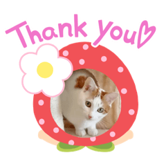 [LINEスタンプ] 三毛猫ことね