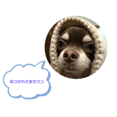 [LINEスタンプ] チワワスタンプ第1弾の画像（メイン）