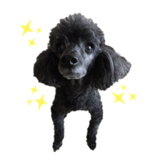 [LINEスタンプ] 黒ぷー太郎