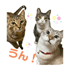 HanaTsumuFuta