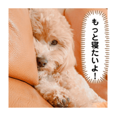 [LINEスタンプ] クッキーの日常"5"