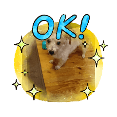 [LINEスタンプ] わんこ ちび＆チェリー8