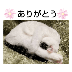 [LINEスタンプ] きなこのスタンプ 可愛すぎて