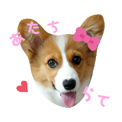 [LINEスタンプ] パピーコーギーらてさん☕ ②