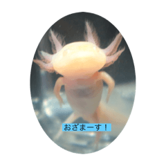 [LINEスタンプ] ウーパールーパーの憂白さん