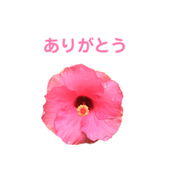 [LINEスタンプ] 花写真スタンプ2