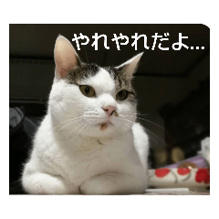 [LINEスタンプ] きなこのスタンプ 可愛すぎて2