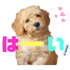 [LINEスタンプ] ミディアムプードルYUZUちゃん②