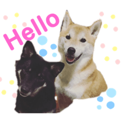 [LINEスタンプ] 柴犬ゼロとチョコのスタンプ