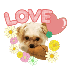 [LINEスタンプ] チワプーのくるみちゃん