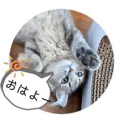 [LINEスタンプ] 耳毛ねこのリィちゃん