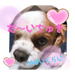 [LINEスタンプ] キャバリアでゅーくの日常