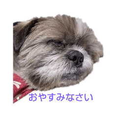 [LINEスタンプ] 癒しのタッキー♥️