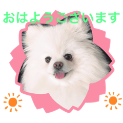 [LINEスタンプ] ポメラニアン埼玉まるちゃん⓷