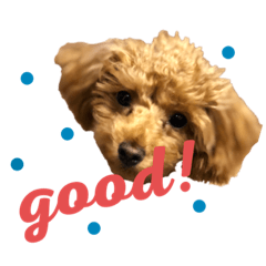[LINEスタンプ] Hi！ Komame:)