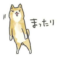 [LINEスタンプ] 足袋模様の柴犬たびこ