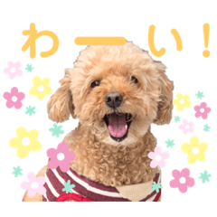 [LINEスタンプ] トイ・プードルのチェリー2