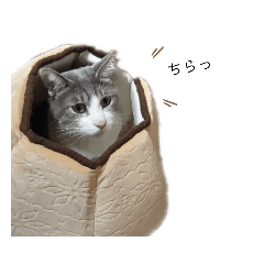 [LINEスタンプ] かわいい猫ちゃんのスタンプ！