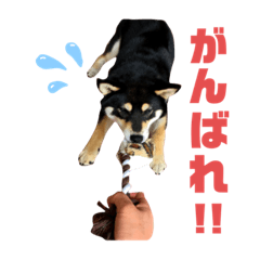 [LINEスタンプ] サスケ 第八弾