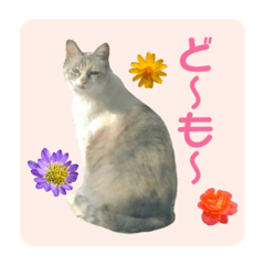 [LINEスタンプ] メイちゃん 2