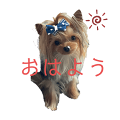 [LINEスタンプ] ヨーキーのマナちゃん