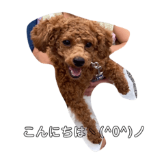 [LINEスタンプ] うちの犬 〜トイプードル、ピンシャー編〜の画像（メイン）