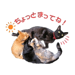 [LINEスタンプ] ねこのかぞく the cats family